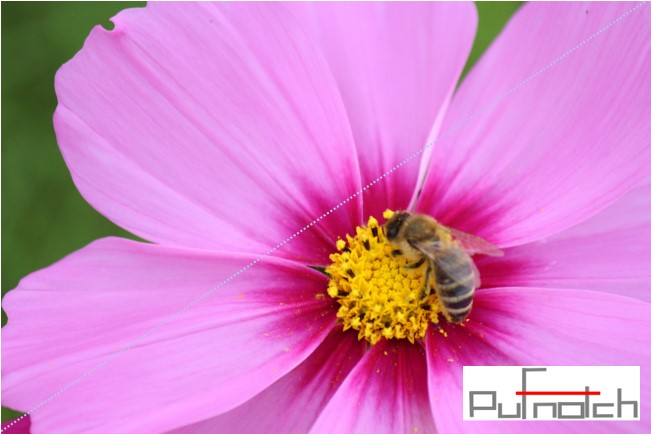 みつばちｊpufnotch