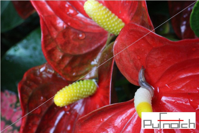 なめくじｊpufnotch