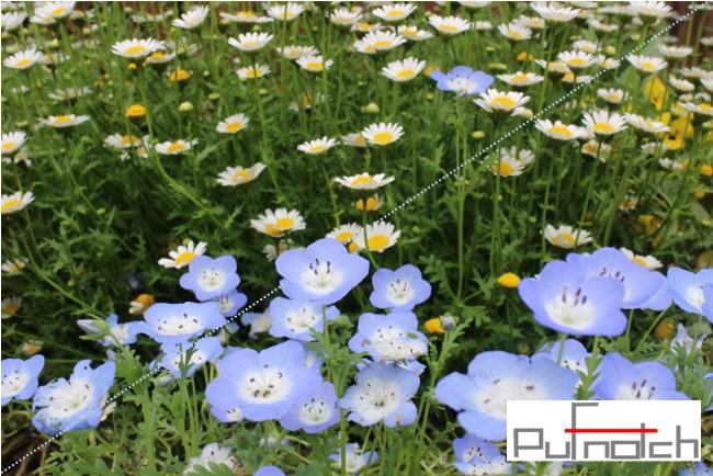 ネモフィラｊpufnotch