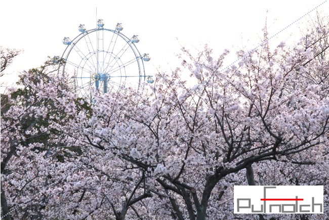 さくら2017pufnotch