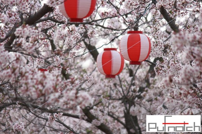 さくら2018pufnotch