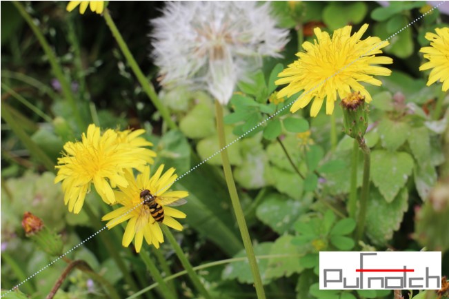 たんぽぽpufnotch